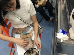 -伟伟宠物医院·CT影像中心·瑞派犬猫综合性门诊(汉口总院)