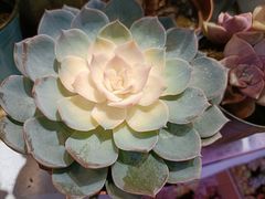 -大自然花鸟鱼虫市场