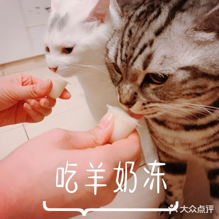 我的邻居是喵喵