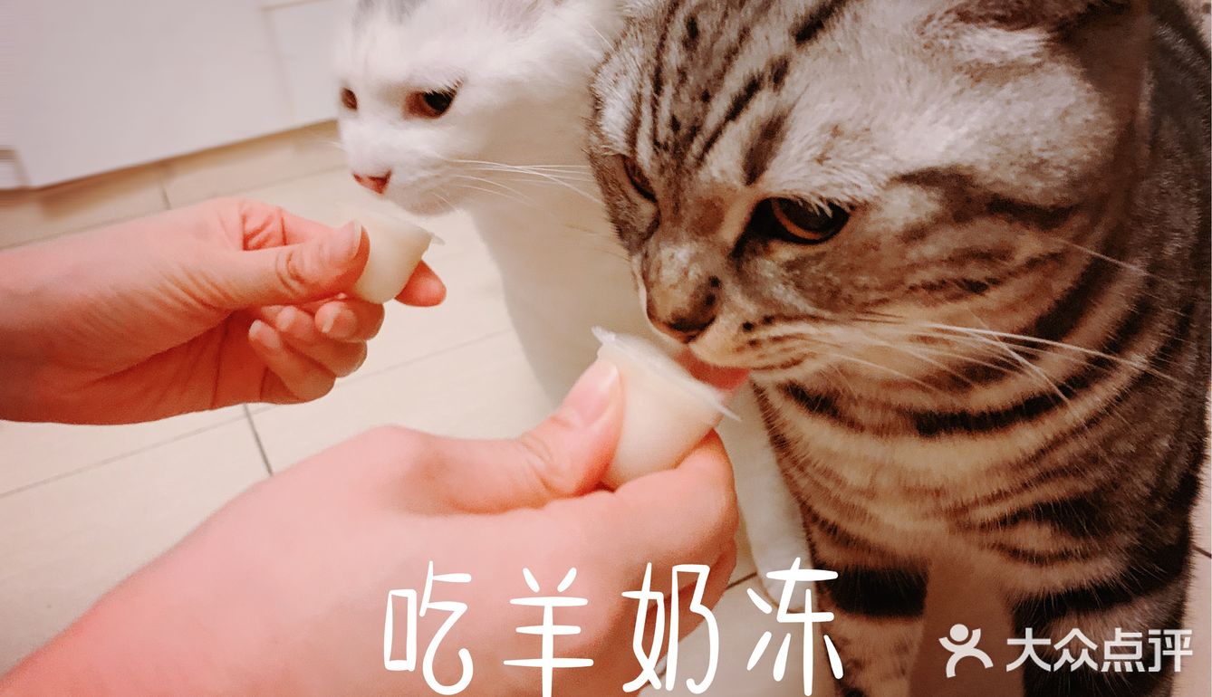 我的邻居是喵喵
