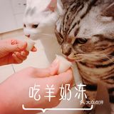 我的邻居是喵喵