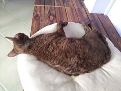 -喵屿·大理花园猫咖