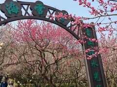 -香雪海