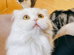 -猫和宫(六道口店)