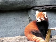 -成都动物园