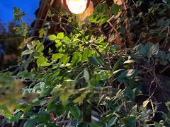 -刘氏方酥锅盔(古城总店)