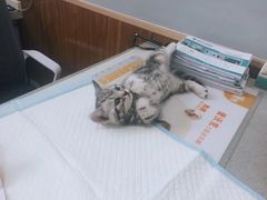 -瑞派雷欧宠物医院·24h夜诊·心脏骨科牙科·全科重症转诊中心(无影山店)