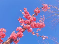 -东升八家郊野公园