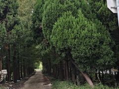 -黄海国家森林公园