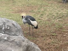 -秦皇岛野生动物园