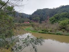 -南宁良凤江国家森林公园