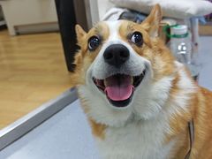 -柏萃动物医院·骨科·牙科