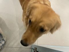 -安格丽娜·狗咖·猫咖羊驼咖(春熙路百盛商场店)