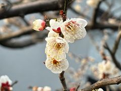 -梅花山(明孝陵内)