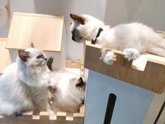 -喵喵咪呀布偶猫咖(春熙路店)