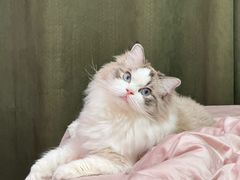 -小猫来了·猫咪专售(红山六九七九店)