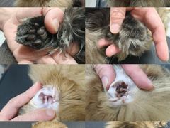 -悠尼宠物·独立低压伊珊娜洗护·美容·寄养(兰谷路店)