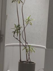 -YESIDO椰岛美容