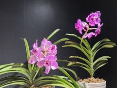 -北京植物园-展览温室