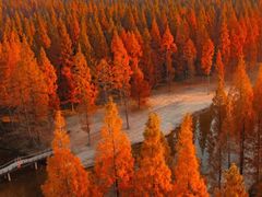 -黄海国家森林公园