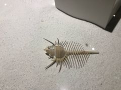 -贝壳王国博物馆