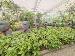 -南宫五洲植物乐园