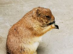 -合肥野生动物园