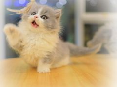 -柚子猫舍·精品猫舍购猫·猫咪认养·购宠·宠物店