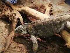 -上海大自然野生昆虫馆(东方明珠·爬宠昆虫探索中心)