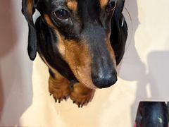 -和它·交个朋友·狗咖猫咖(爱琴海店)