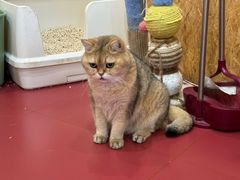 -和它·交个朋友·狗咖猫咖(爱琴海店)