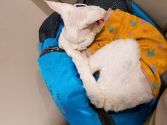 -猫腻·猫咖·撸猫馆(星光大道店)