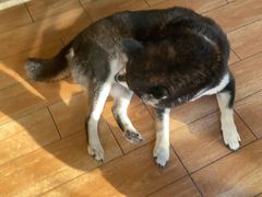 -柴犬高等学院·狗咖·柴犬售卖·宠物训练