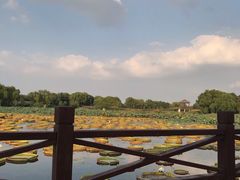 -荷塘月色湿地公园·向阳花洲