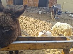 -HERRE·FARM 赫尔露营农场·团建聚会包场