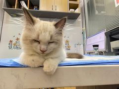 -pd派德宠物中心医院24H急重症·眼科中心·血液透析中心(嵩山北路店)