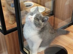 -袖虎·猫馆(体育西路店)