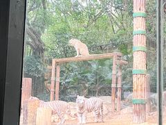 -广州长隆野生动物世界