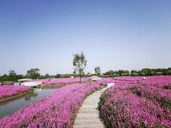 -花开海上生态园