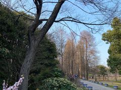 -上海滨江森林公园