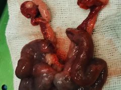 -爱诺耐芙动物医院(万博店)