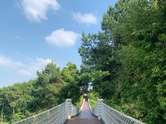 -铁山坪森林公园