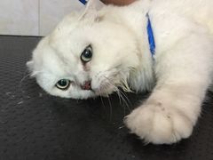 -翊宠yipet猫狗购宠庄园犬舍•猫舍