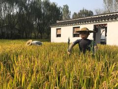 -溱湖国家湿地公园