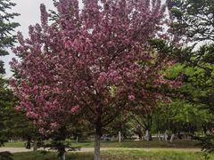 -长白岛森林公园