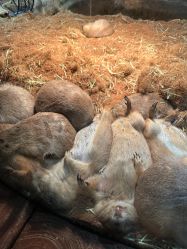 -Zoolung Zoolung动物主题公园(海信广场店)