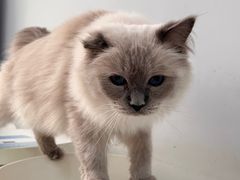 -喵的天空名猫咖啡馆·撸猫·猫舍·用品