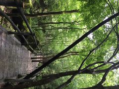 牛背梁自然保护区-牛背梁国家森林公园