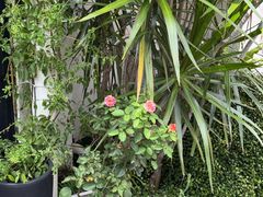 -云里小坐·小院里·团建·宴请·下午茶(三圣乡店)