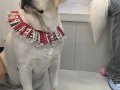 -汪说·狗咖·拼豆·宠物周边DIY(旺城大厦店)